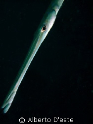 No fet fish!! by Alberto D'este 
